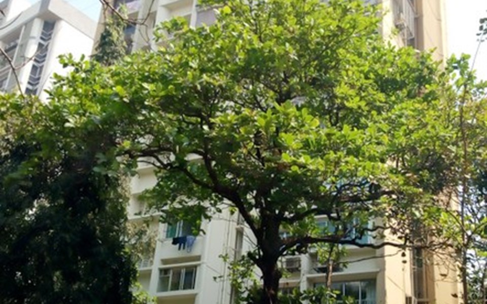 Kalpavriksh, Walkeshwar