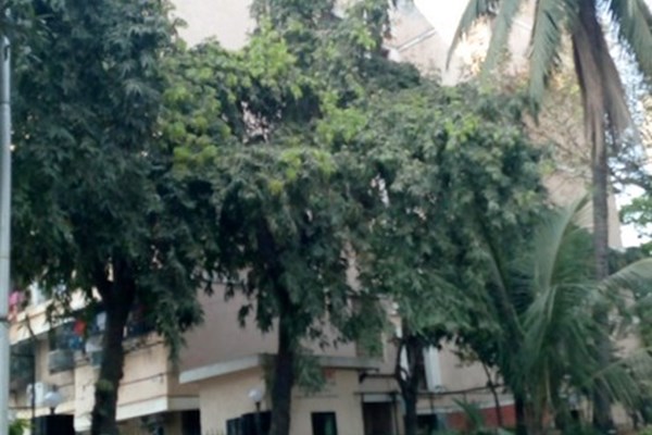 Flat on rent in Shubh Apartments , Worli