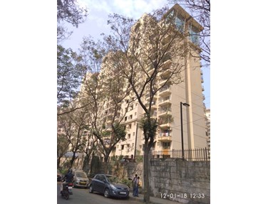 Camellia, Powai