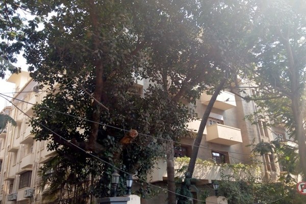 Flat on rent in Pallonji Mansion, Cuffe Parade