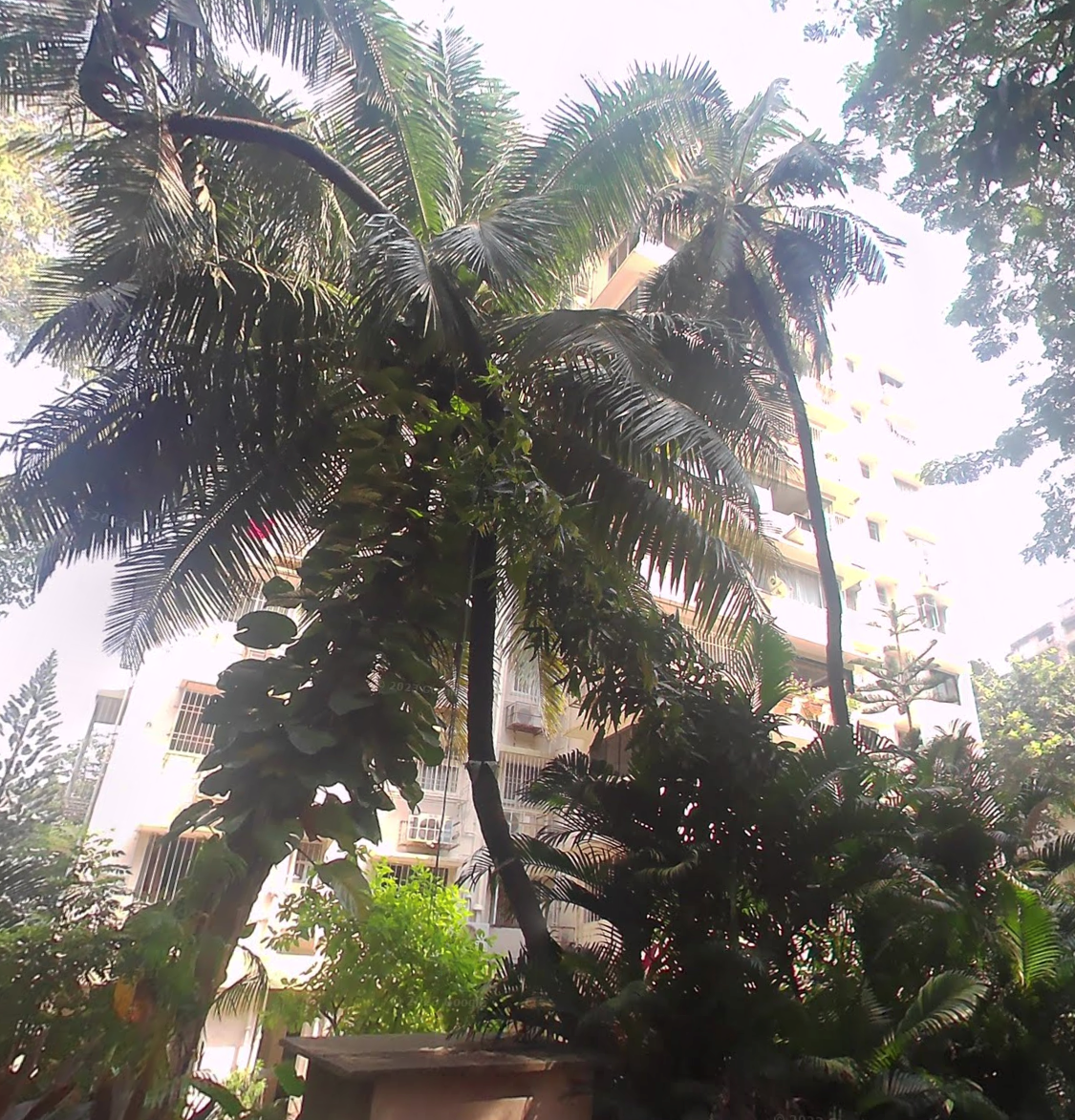 2 BHK Flat on Rent in Breach Candy - Sunshine Apartment