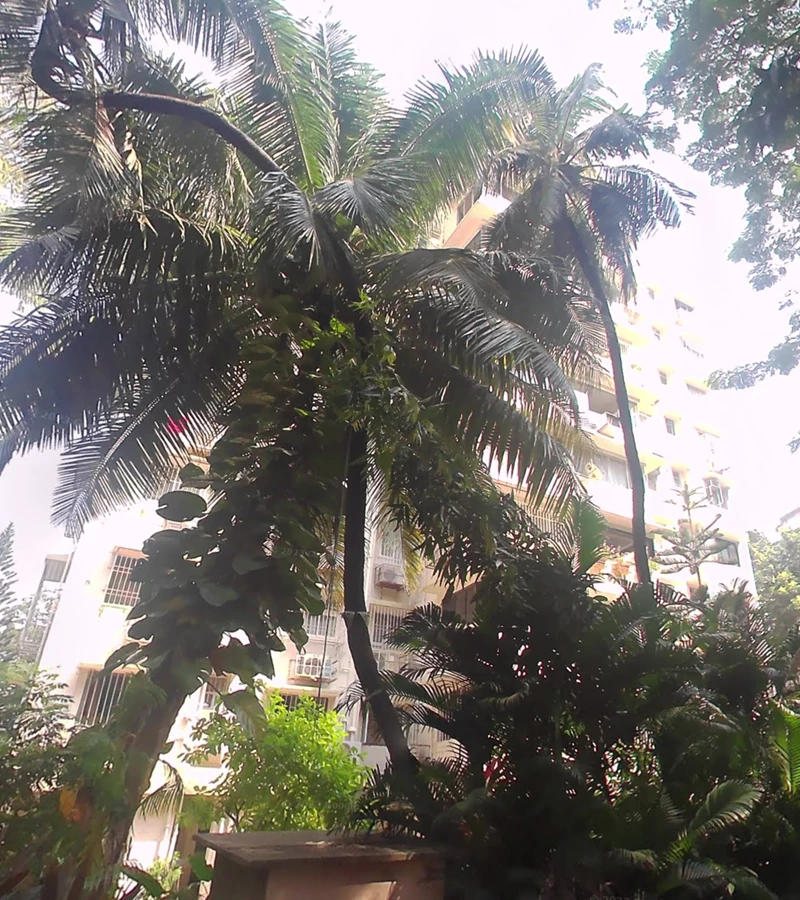 1 - Sunshine Apartment, Breach Candy