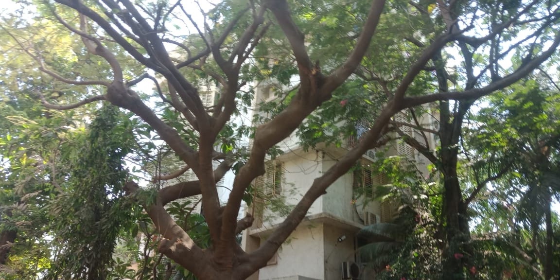 4 BHK Flats for Sale in Juhu Ashish, Juhu