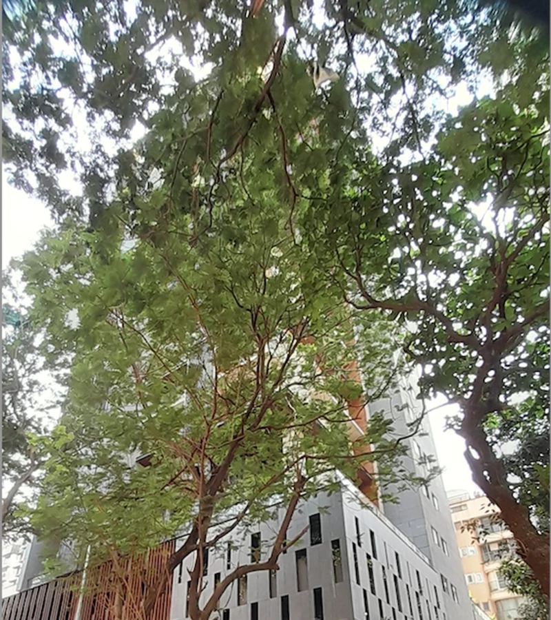 2 - Maple Shades, Bandra West