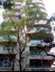 Flat on rent in Palazzo Heights, Bandra West