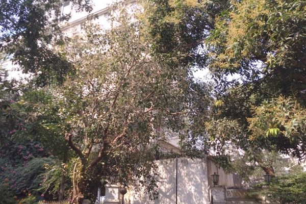 Flat on rent in Padamsee House, Bandra West